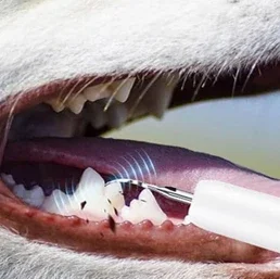 DentoFix tip cleaning plaque from a dog's tooth